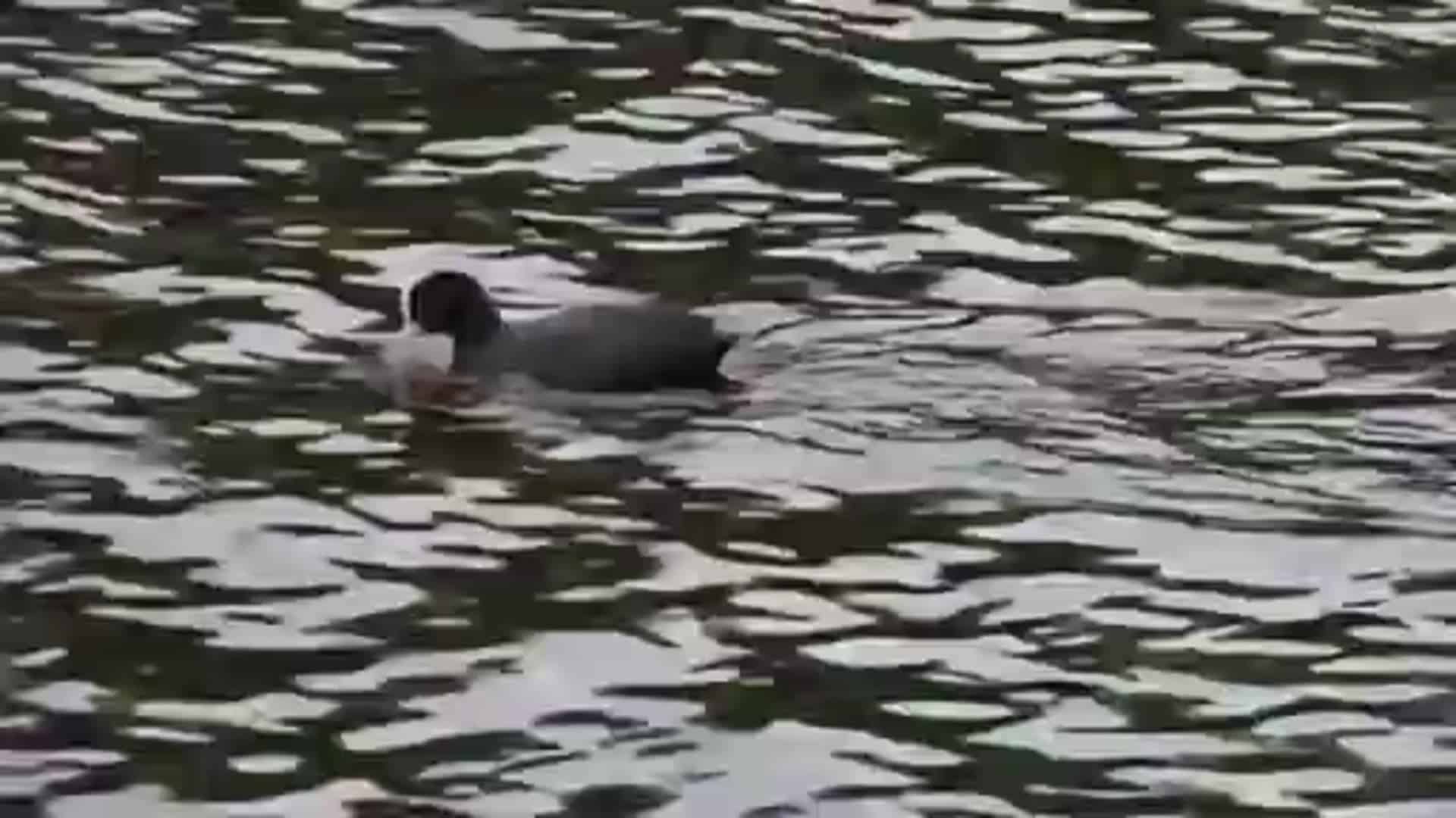 Drachenbootrennen Lingen - Impressionen