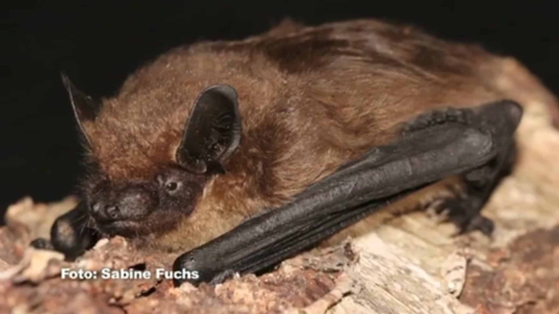 Auf der Spur der Fledermäuse