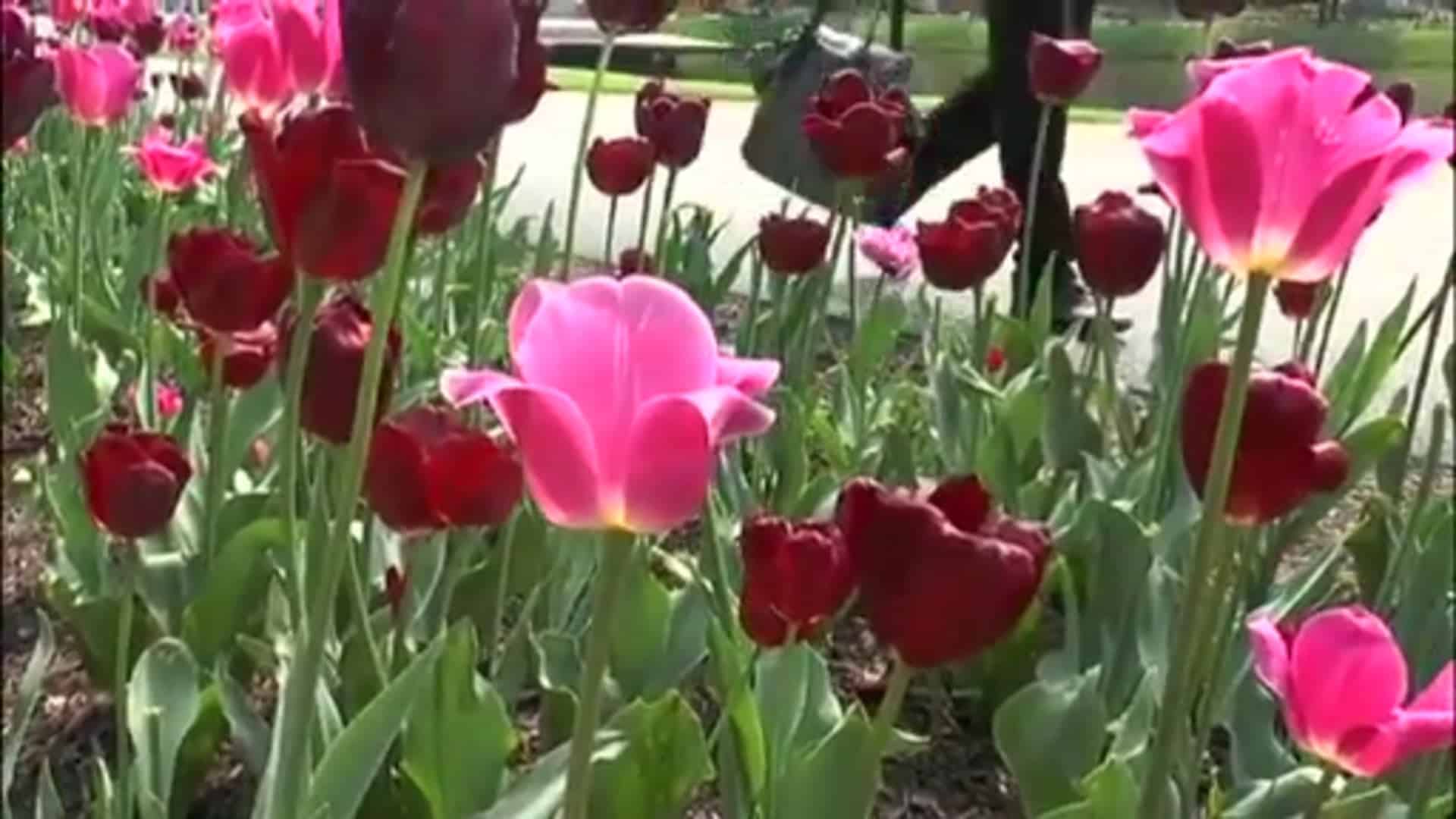 Deutscher Botschafter der Niederlande auf der Landesgartenschau
