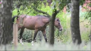 ev1.tv aktuell – 28. April 2014