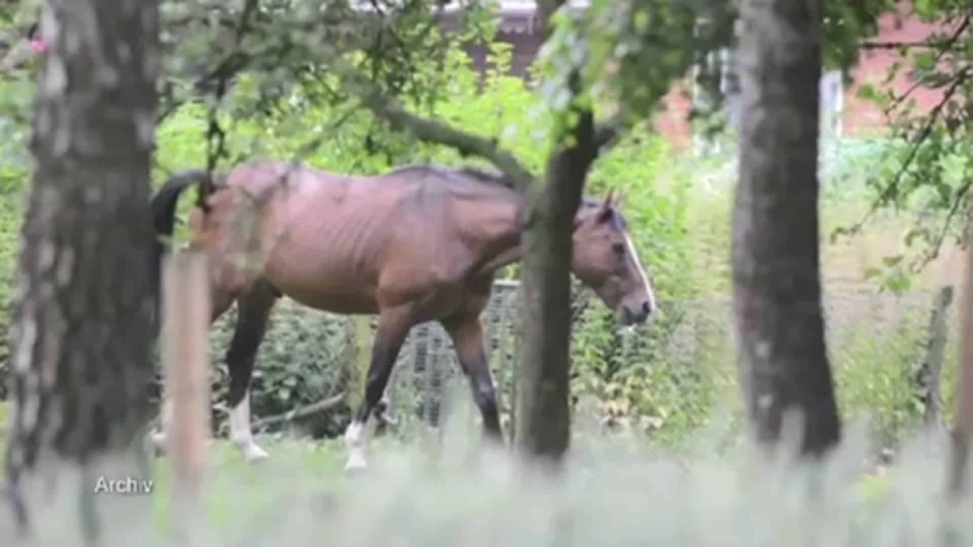 Mahnwache gegen Tierhaltung in Klein Hesepe