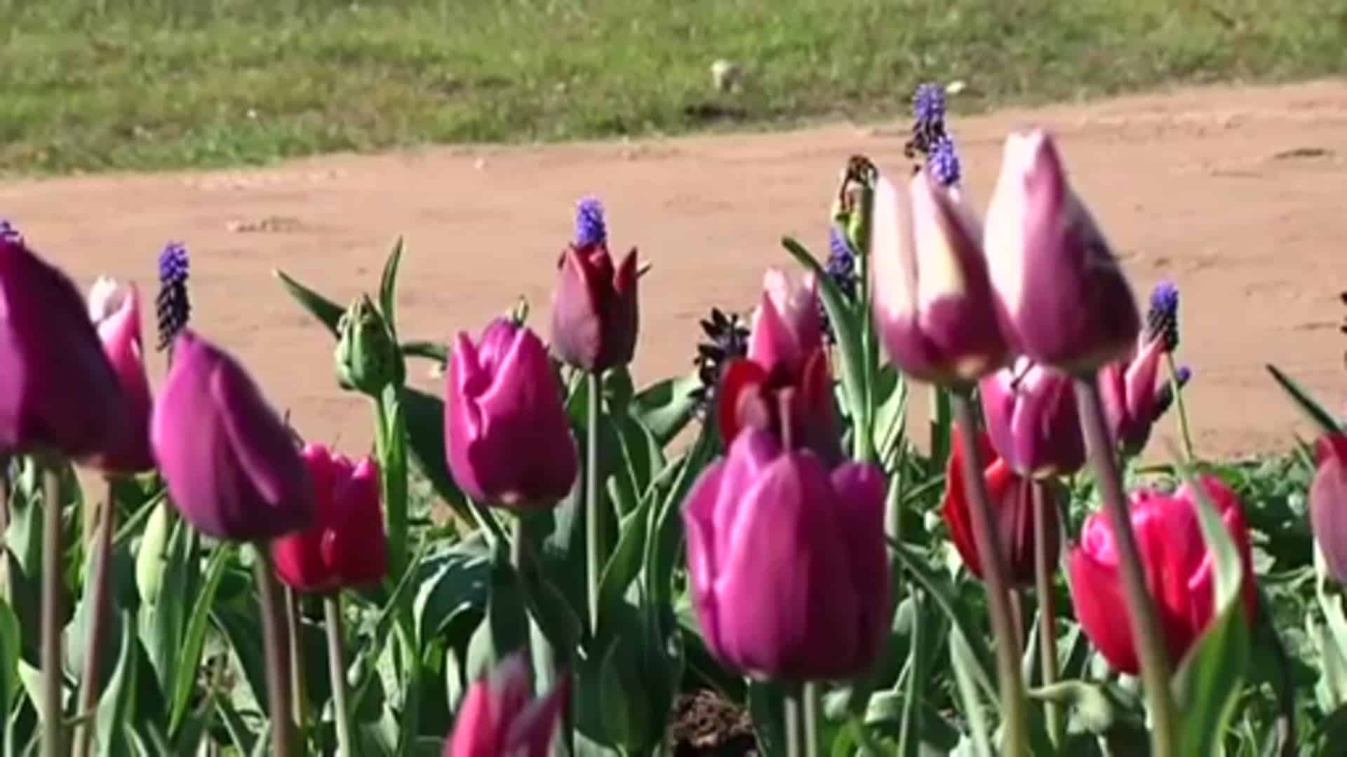 Landesgartenschau eröffnet