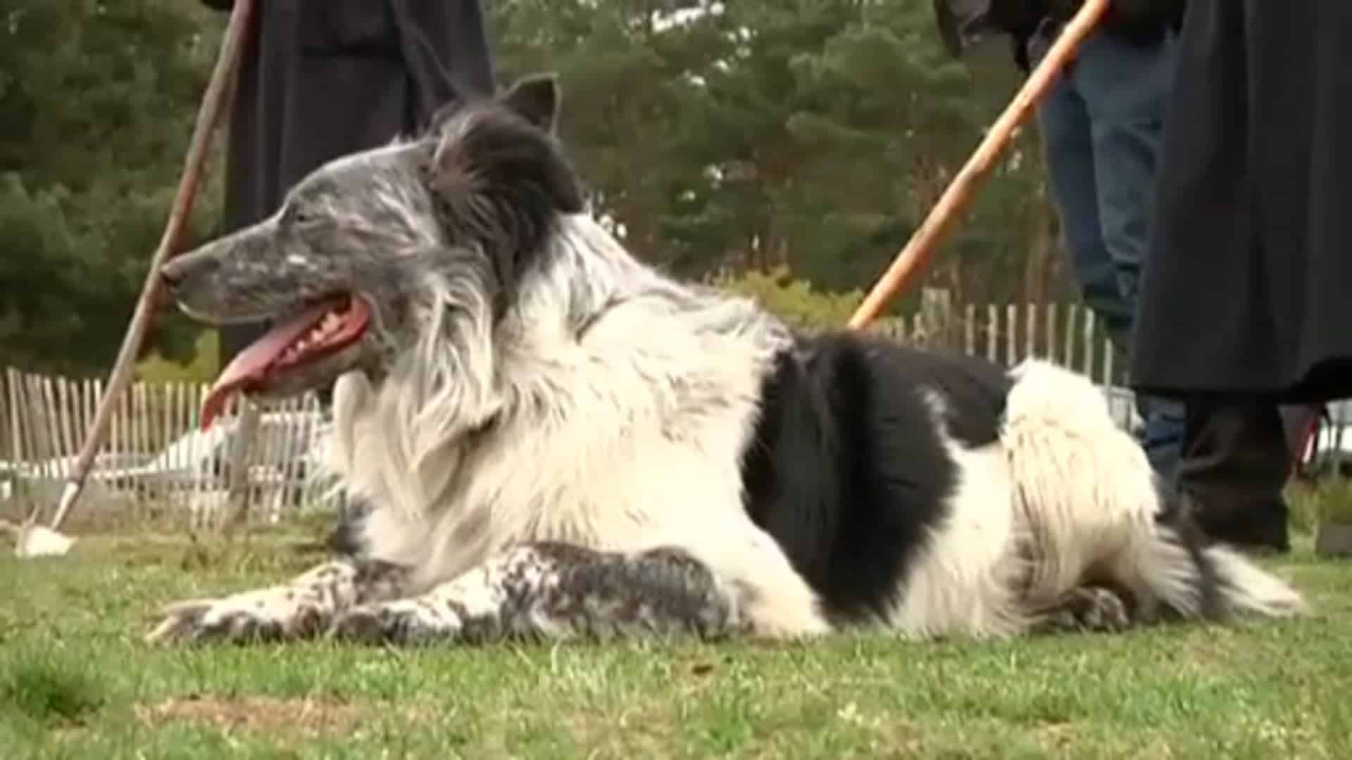 Bentheimer Landschafe ziehen um