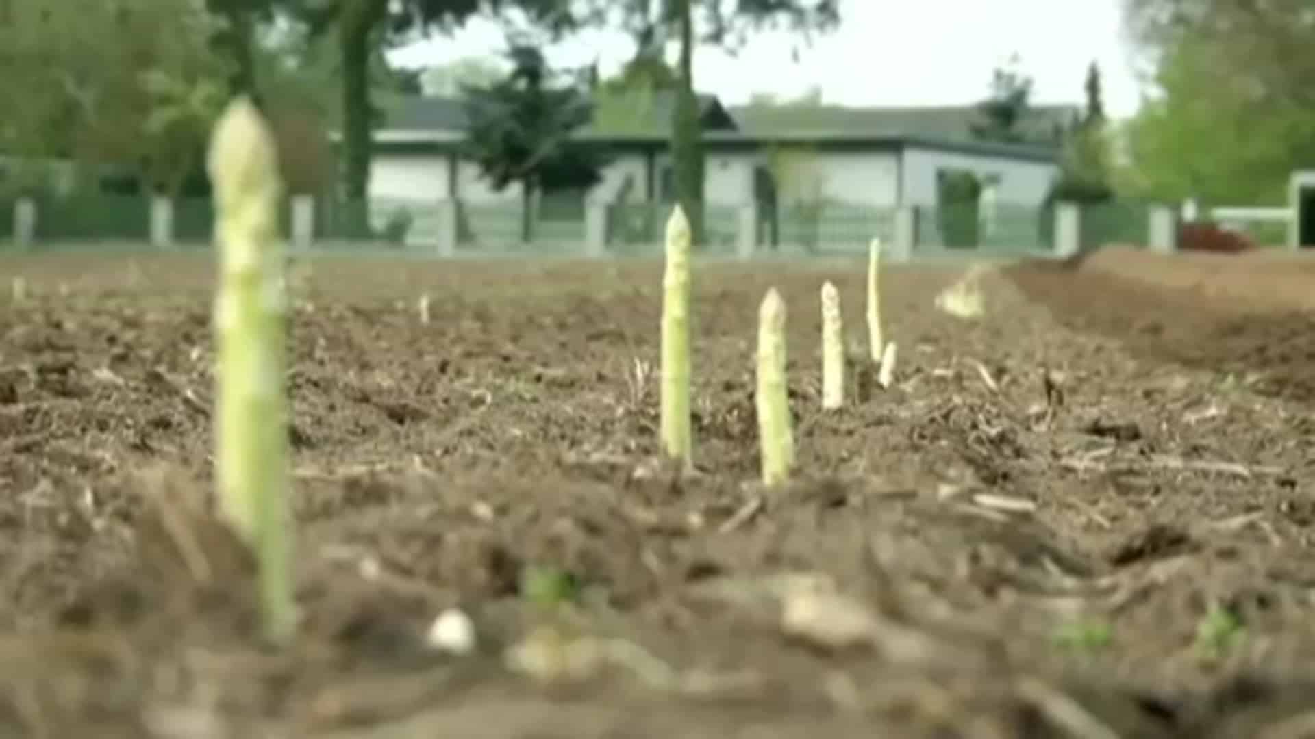 Der erste Spargel wird vom Feld geholt