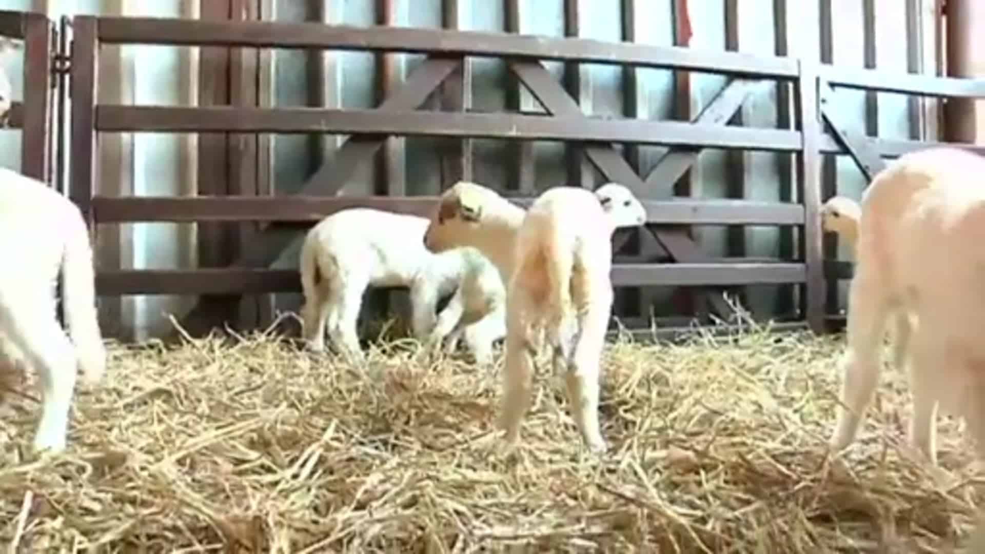 Süße Lämmchen im Tierpark Nordhorn