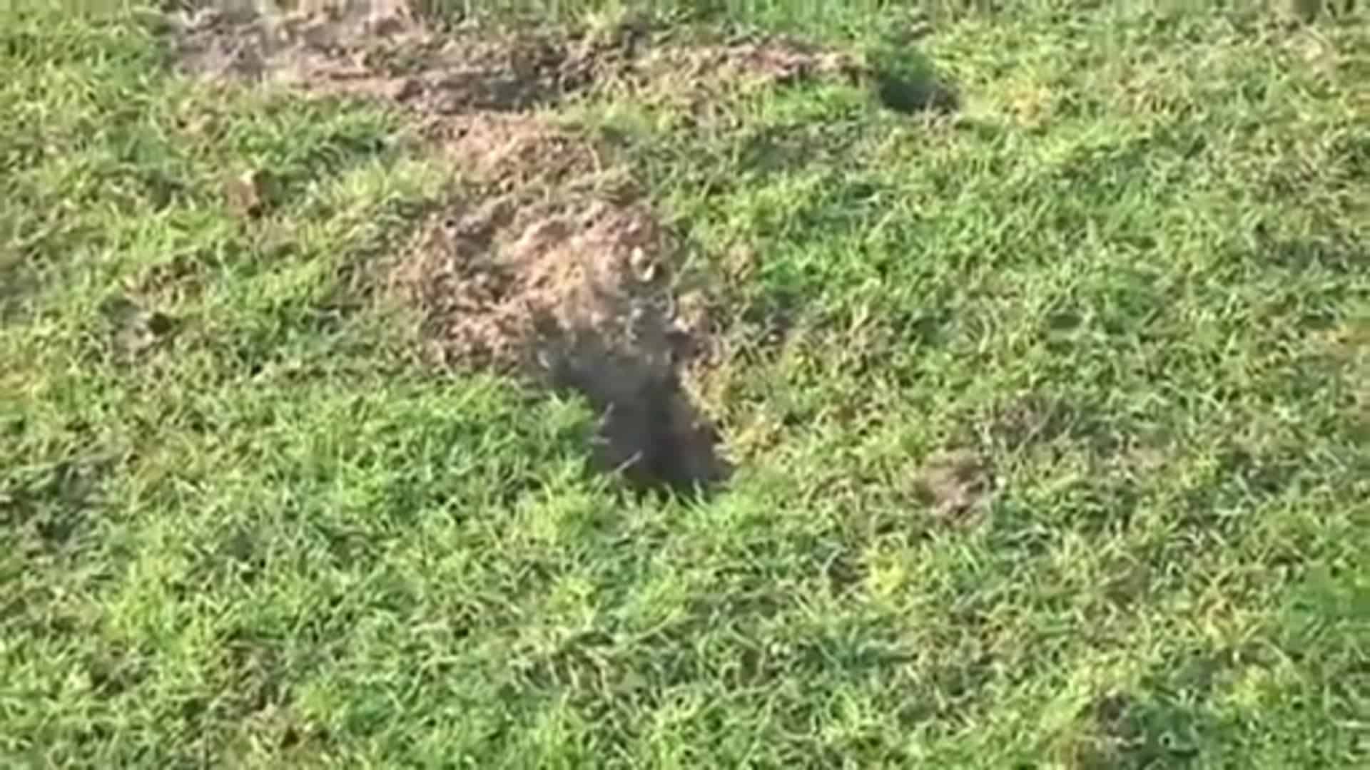 Platzverweis für Karnickel in Emsbüren