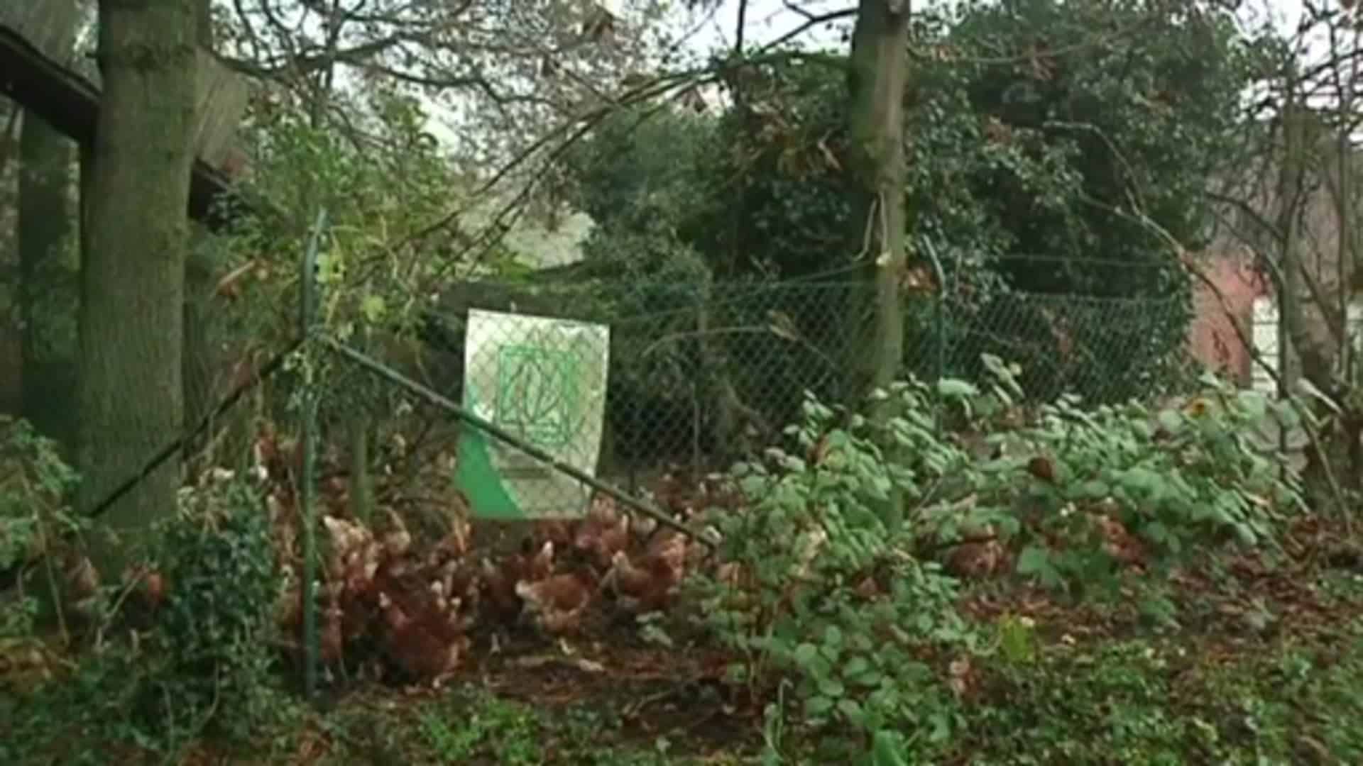 Hoher Antibiotika-Einsatz in der Tierzucht