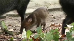 Neugeborenes Pekari im Tierpark Nordhorn