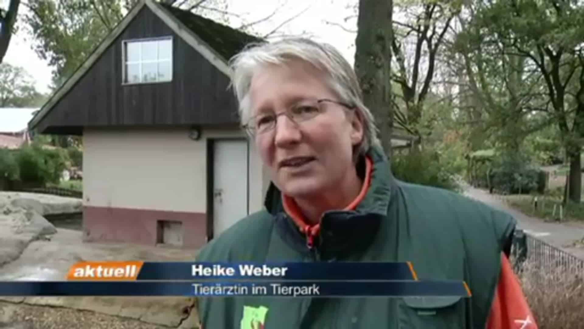 Seehund Fiete zieht von Nordhorn nach Seoul