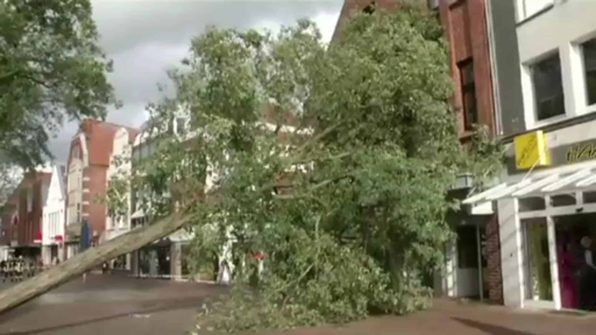 Sturm entwurzelt Bäume
