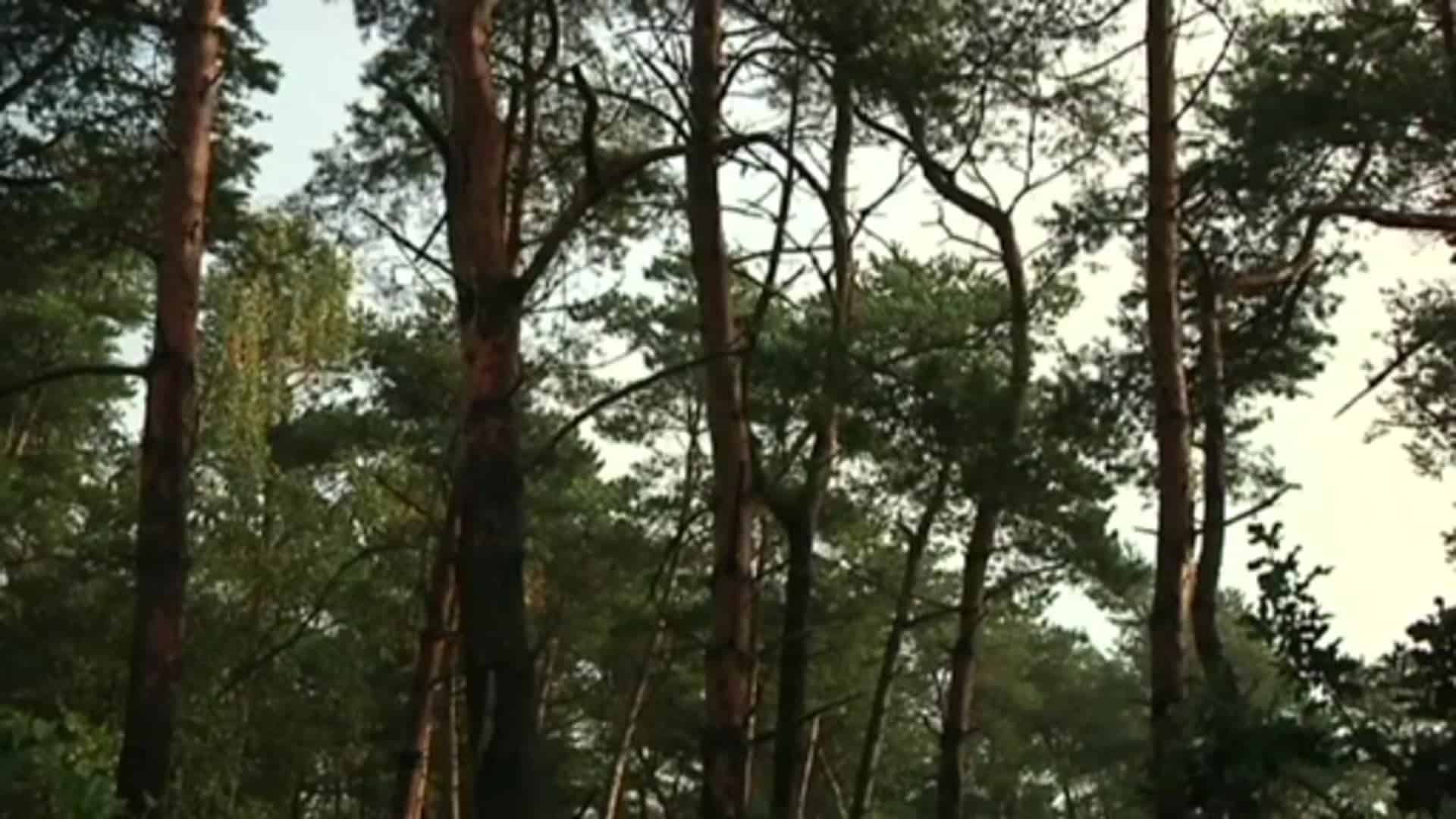 Grafschaft Bentheim wird 