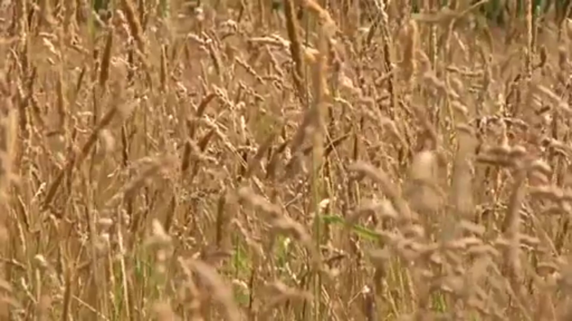 Immer weniger Fasane in der Region