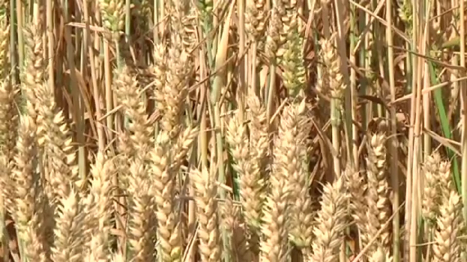 Vorläufiges Erntefazit 2013