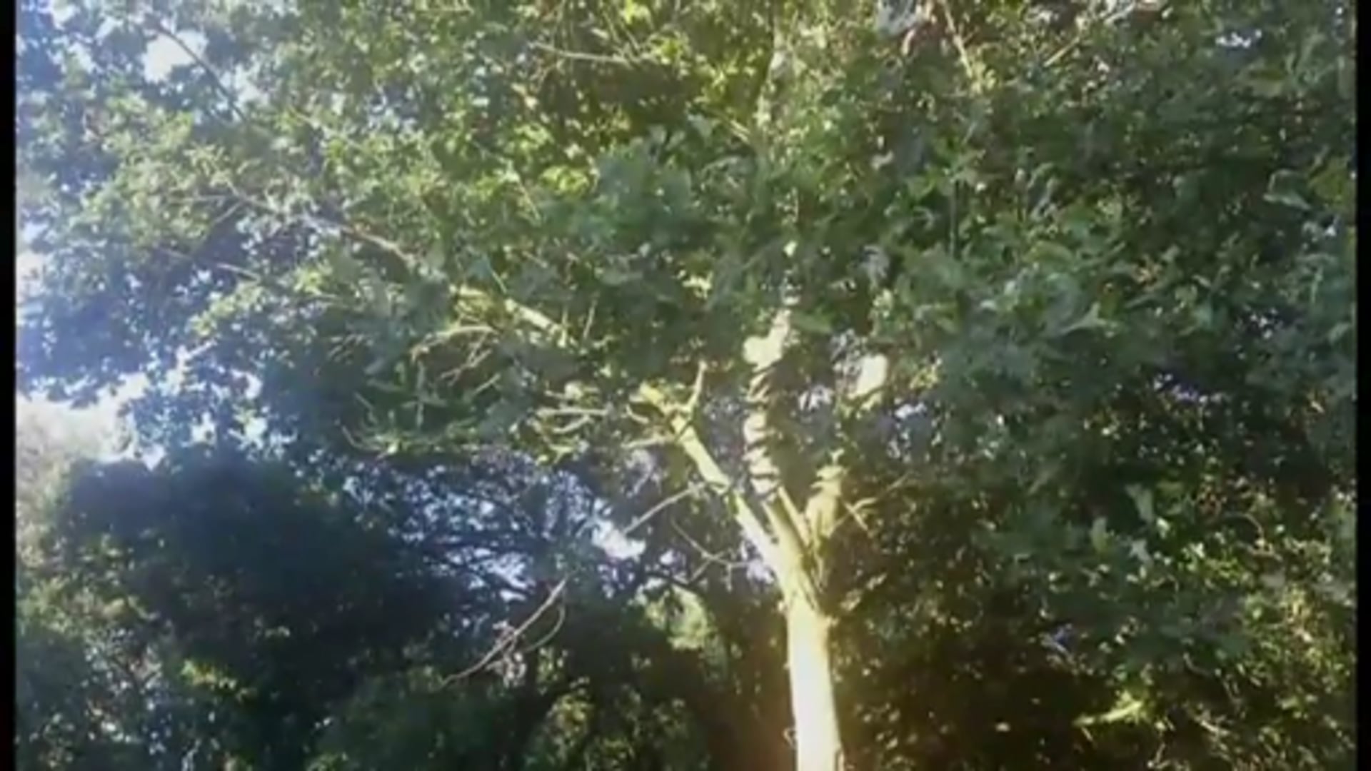 Segelflieger landet in den Bäumen