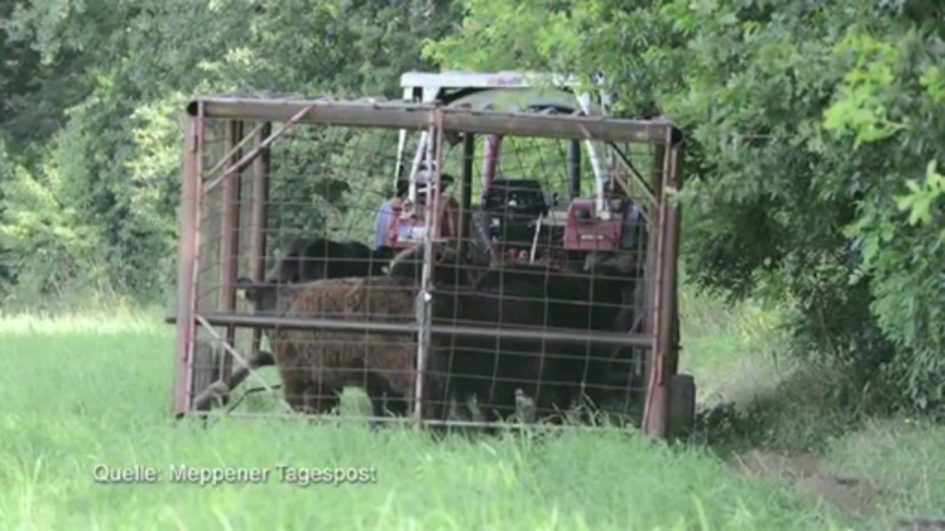 Verwahrloste Tiere in Klein Hesepe