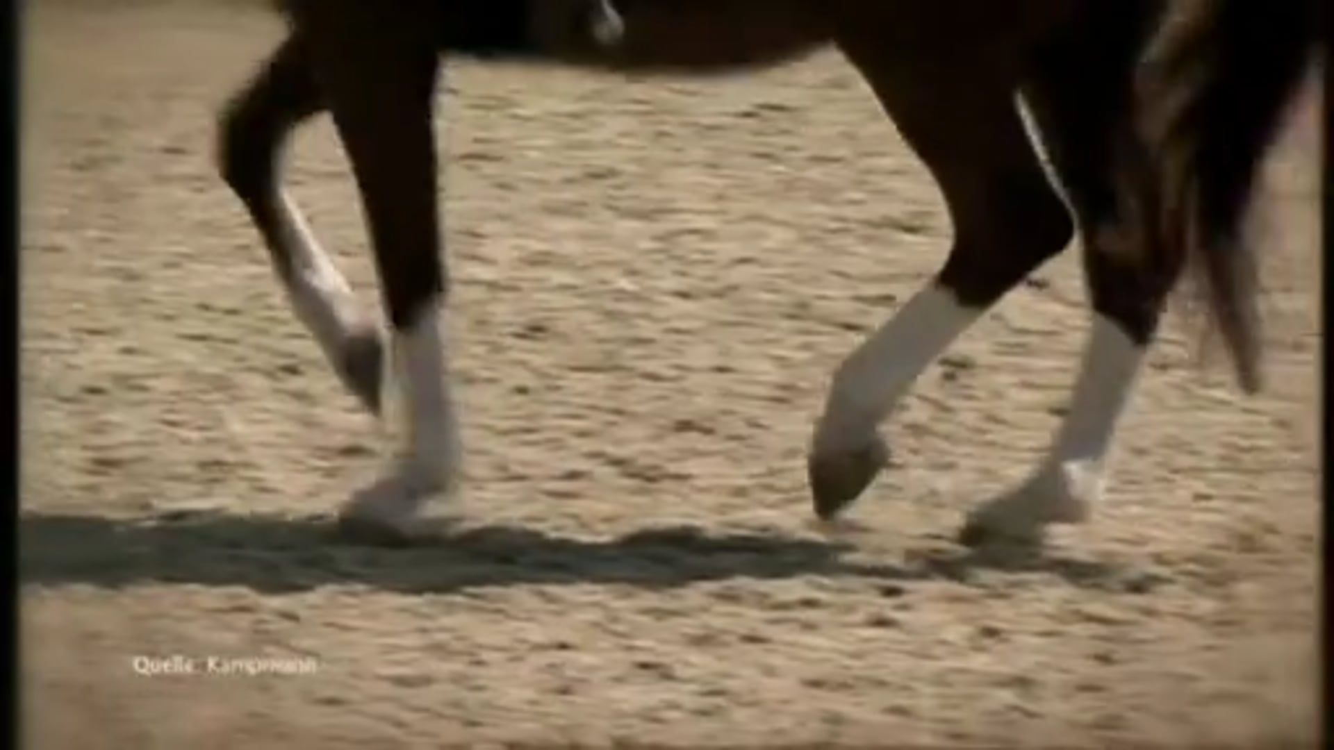 JUNGundWILD Archiv: HipHop und Pferd