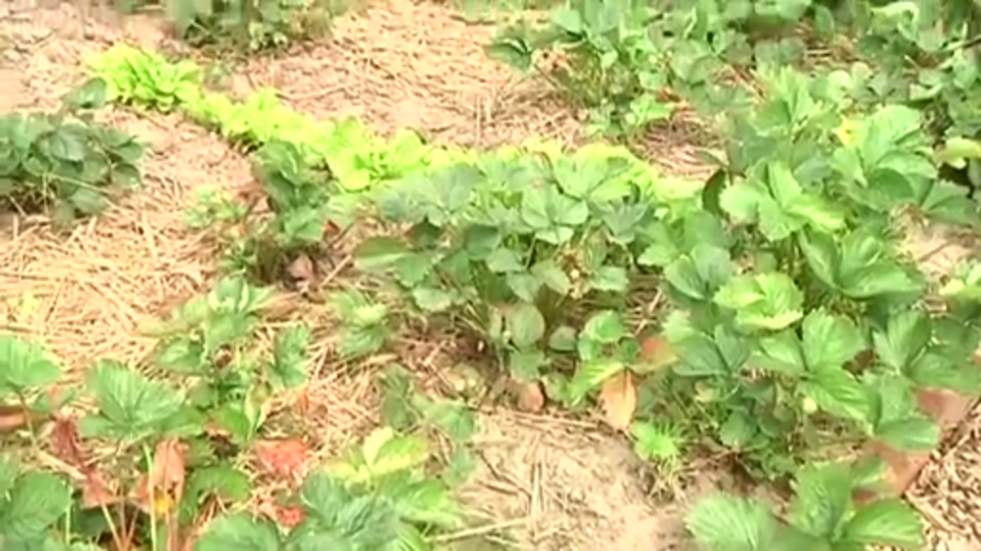 Opa Anton zu Besuch im Bauerngarten in Rühle
