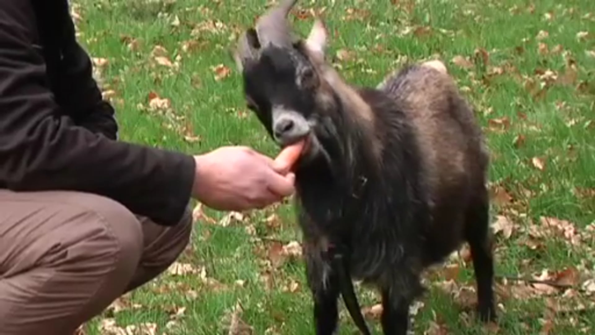 Herrenlose Ziege in Baccumer Waldstück entdeckt