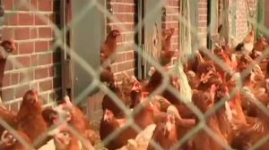 Grafschafter Biobauer äußert sich zu Eierskandal