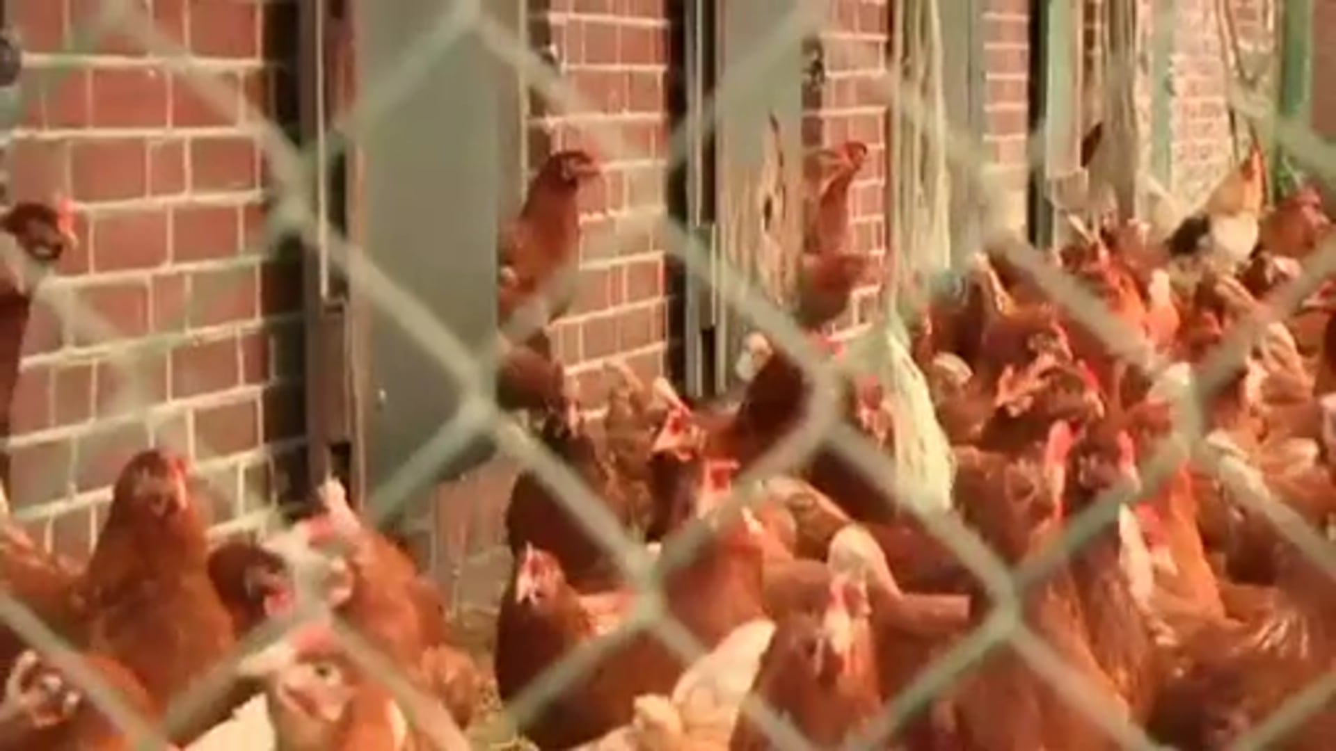 Grafschafter Biobauer äußert sich zu Eierskandal