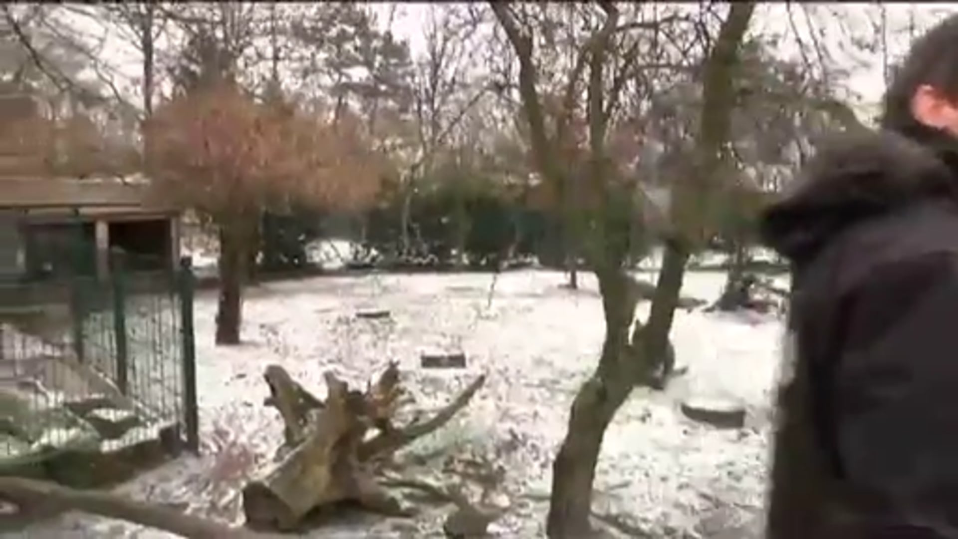 Känguru lugt aus dem Beutel