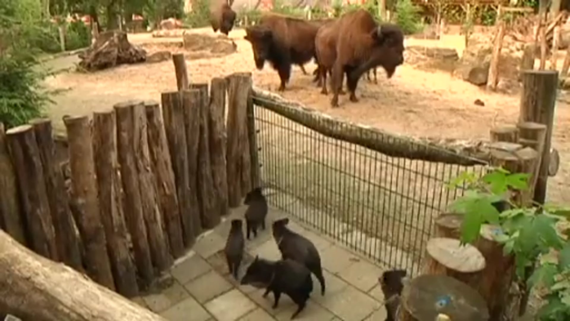 Eröffnung Pekarigehege im Tierpark Nordhorn