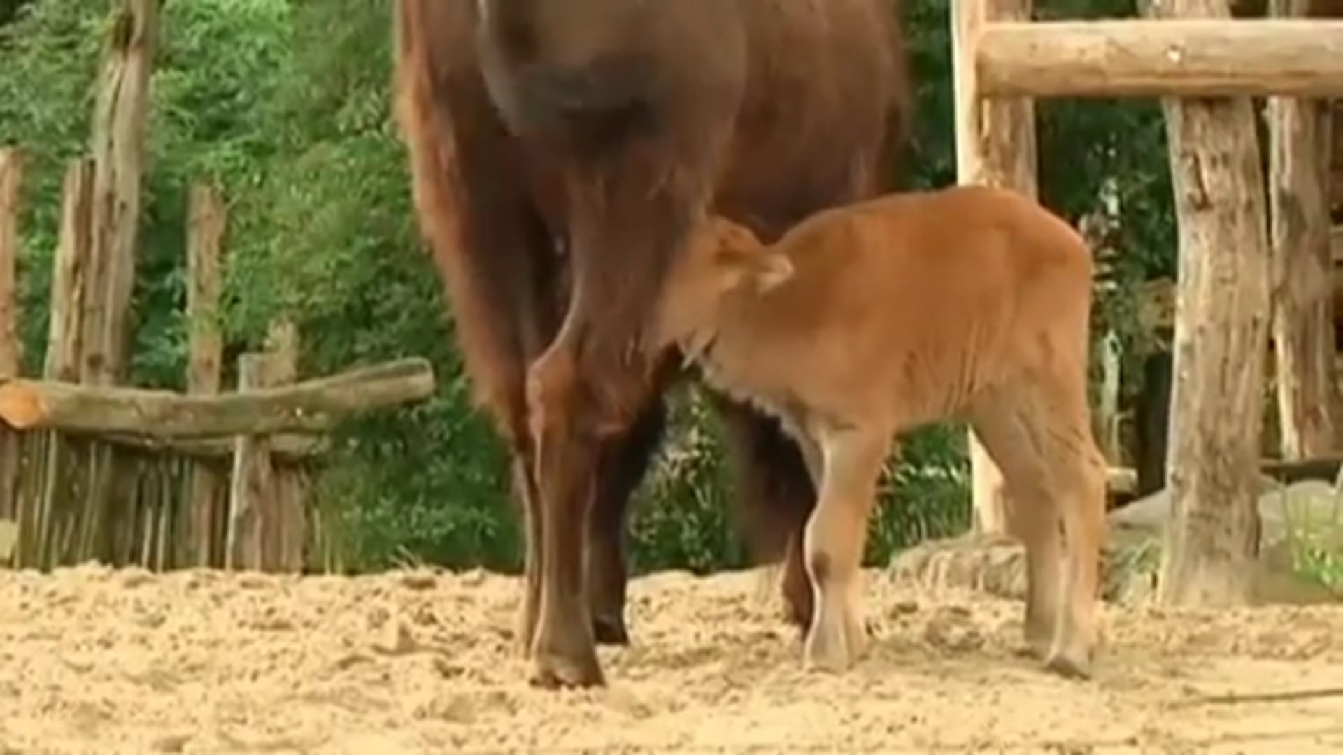 Doppelter Nachwuchs bei den Bisons