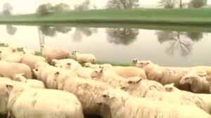 Rund 180 Schafe ziehen um