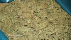 Marihuana im Wert von 100.000 Euro beschlagnahmt
