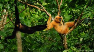 Screen-Gelbwangenschopfgibbon-Projekt-Vietnam - Foto N.V.Truong