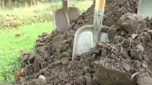 Aschendorfer Landfrauen pflanzen Rotbuche