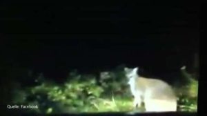 Video: Hier hüpft das Känguru!