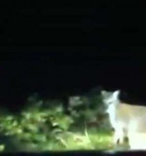 Video: Hier hüpft das Känguru!