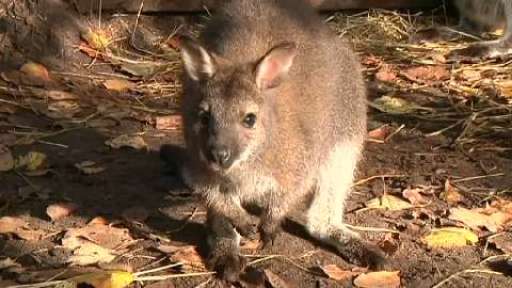 Känguru ausgebüchst - Beuteltier sorgt für großes Aufsehen im Emsland