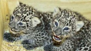 2 Nordpersische Leoparden nach künstlicher Besamung geboren