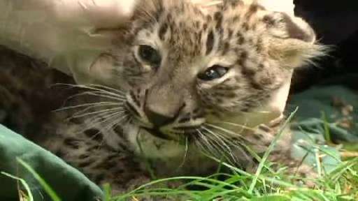 Lautes Gebrüll beim Leopardennachwuchs - Wer will schon freiwillig geimpft werden?