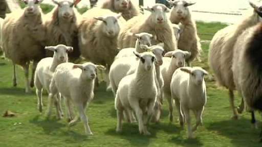 Tierpark Nordhorn - Traditioneller Schafaufrieb