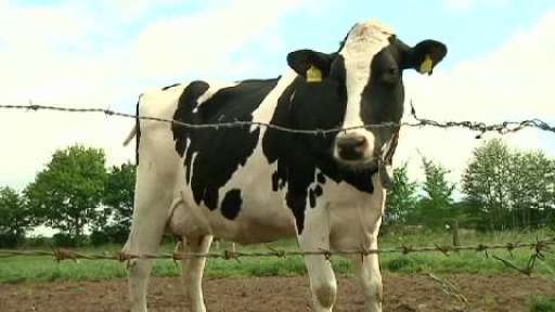 Billige Milchpreise setzen Landwirte unter Druck