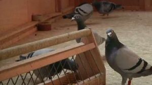 Taubenzüchter spenden 9000 Euro an Hof Blekker