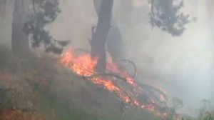 Waldbrandgefahr: Wald in Lünne in Flammen