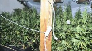 Polizei hebt Cannabisplantage aus