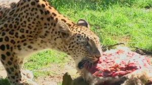 Emil und Elin feiern ersten Leopardengeburtstag