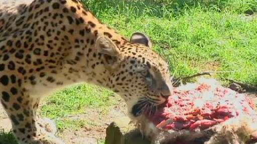 Emil und Elin feiern ersten Leopardengeburtstag