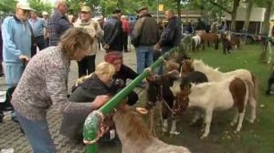 Tierische Geschäfte beim Papenburger Viehmarkt