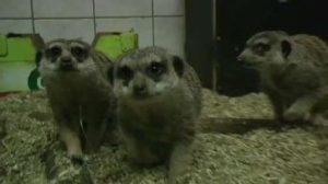 65 Jahre Nordhorner Tierpark - Neue Bewohner ziehen ein