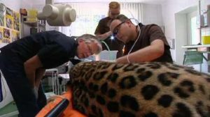 Ein Leopard beim Zahnarzt