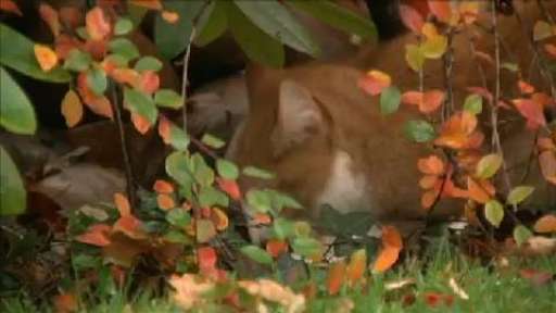 Hungrige Katze hängt im Vogelhaus fest