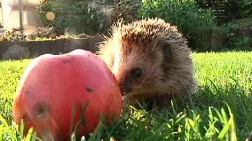 Ein Überlebungskünstler im Winter - Der Igel