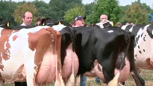 Züchter präsentieren Milchvieh auf Tierschau in Geeste-Dalum