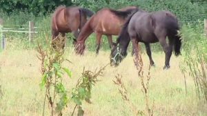 Gefährlicher Pferdevirus in Bad Bentheim nachgewiesen
